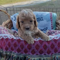 Winter, a male Cockapoo for sale in Waco, TX – 4 of 6
