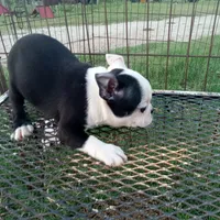Patches, a female Boston Terrier for sale in Waco, TX – 5 of 7