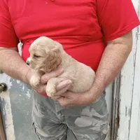 Sandi, a female Cocker Spaniel for sale in Waco, TX – 3 of 3