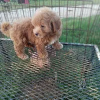 Lariet, a male Maltipoo for sale in Waco, TX – 2 of 6