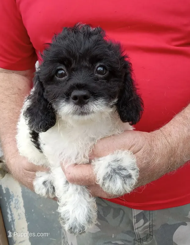 Speckles – Cockapoo puppy for sale in Waco, TX