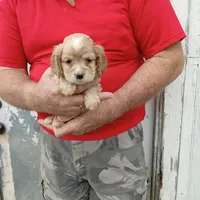 Blonde, a female Cocker Spaniel for sale in Waco, TX – 2 of 3