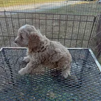 Summer, a female Cockapoo for sale in Waco, TX – 4 of 8