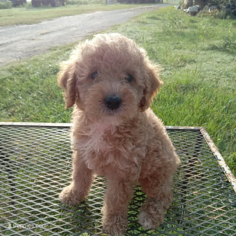 Texas – Poodle - Toy  puppy for sale in Waco, TX