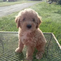 Texas, a male Poodle - Toy  for sale in Waco, TX – 1 of 5