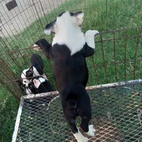 Spot, a male Boston Terrier for sale in Waco, TX – 5 of 6