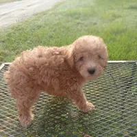 Buckles, a male Poodle - Toy  for sale in Waco, TX – 4 of 4