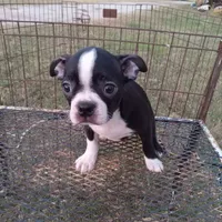Socks, a female Boston Terrier for sale in Waco, TX – 3 of 6