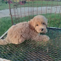 Cowboy, a male Maltipoo for sale in Waco, TX – 6 of 6