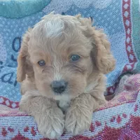 Fall, a male Cockapoo for sale in Waco, TX – 4 of 7