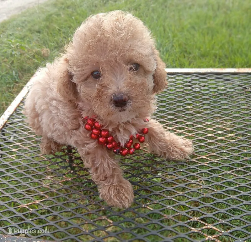 Rosebud – Poodle - Toy  puppy for sale in Waco, TX