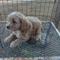 Summer, a female Cockapoo for sale in Waco, TX – 6 of 8