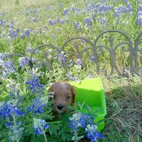 Rain, a male Cockapoo for sale in Waco, TX – Photo 6 of 6