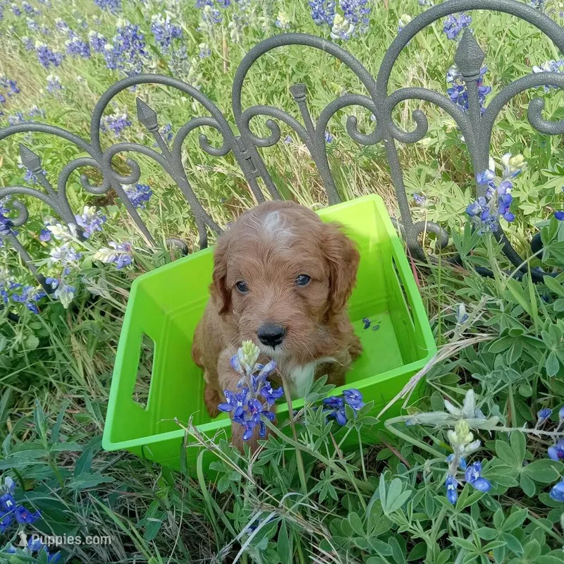 Rain – Cockapoo puppy for sale in Waco, TX