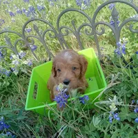 Rain, a male Cockapoo for sale in Waco, TX – Photo 1 of 6