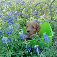 Rain, a male Cockapoo for sale in Waco, TX – Photo 5 of 6