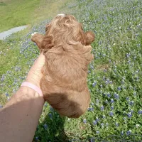 Rain, a male Cockapoo for sale in Waco, TX – Photo 2 of 6