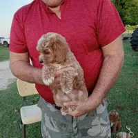 Lightning, a male Cockapoo for sale in Waco, TX – Photo 2 of 5
