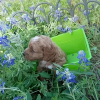 Rain, a male Cockapoo for sale in Waco, TX – Photo 4 of 6