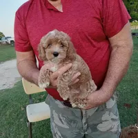 Lightning, a male Cockapoo for sale in Waco, TX – Photo 5 of 5