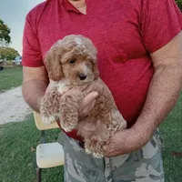 Lightning, a male Cockapoo for sale in Waco, TX – Photo 3 of 5