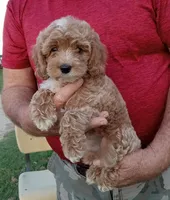 Lightning, a male Cockapoo for sale in Waco, TX – Photo 1 of 5