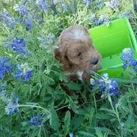 Rain, a male Cockapoo for sale in Waco, TX – Photo 3 of 6