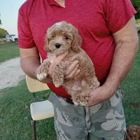 Lightning, a male Cockapoo for sale in Waco, TX – Photo 4 of 5