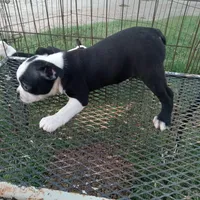 Dottie, a female Boston Terrier for sale in Waco, TX – 2 of 5