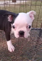 Patches, a female Boston Terrier for sale in Waco, TX – 1 of 6