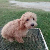 Jasper, a male Maltipoo for sale in Waco, TX – 6 of 6