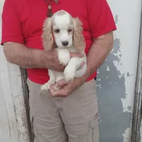 Summer, a female Cocker Spaniel for sale in Waco, TX – 6 of 6