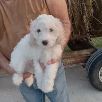 Parti Guy, a male Cockapoo for sale in Waco, TX – Photo 1 of 2