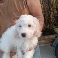 Parti Guy, a male Cockapoo for sale in Waco, TX – Photo 2 of 2
