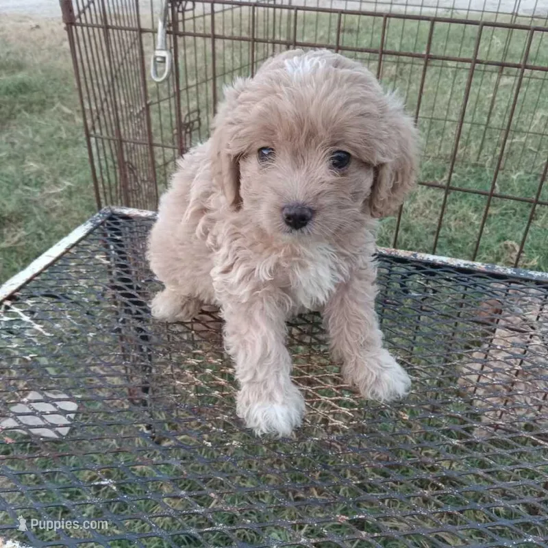 Lightning – Cockapoo puppy for sale in Waco, TX