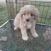 Lightning, a male Cockapoo for sale in Waco, TX – 1 of 4