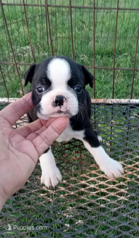 Panda – Boston Terrier puppy for sale in Waco, TX