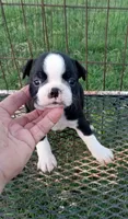 Panda, a female Boston Terrier for sale in Waco, TX – 1 of 5