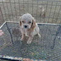 Spring, a female Cockapoo for sale in Waco, TX – 5 of 8