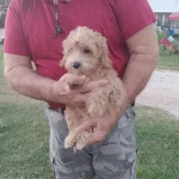 Jasper, a male Maltipoo for sale in Waco, TX – 5 of 6
