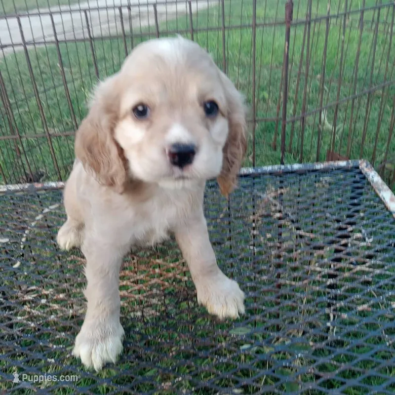 Sandi – Cocker Spaniel puppy on hold in Waco, TX