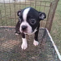 Socks, a female Boston Terrier for sale in Waco, TX – 6 of 6