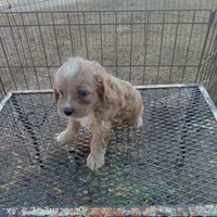 Fall, a male Cockapoo for sale in Waco, TX – 7 of 7
