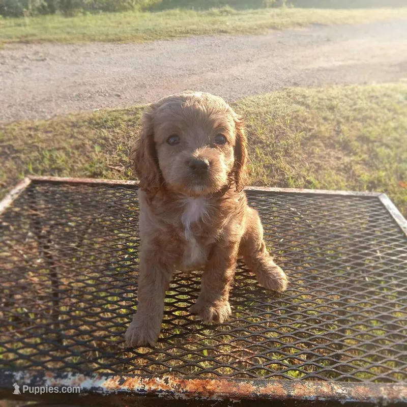 River – Cockapoo puppy for sale in Waco, TX