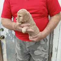 Blonde, a female Cocker Spaniel for sale in Waco, TX – 3 of 3