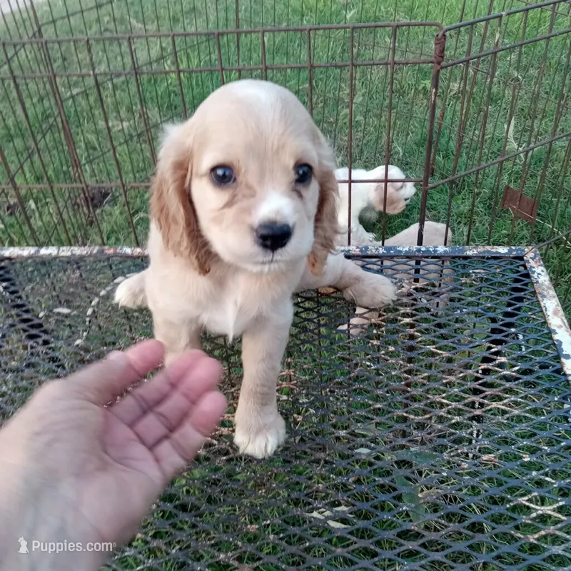 Blonde – Cocker Spaniel puppy for sale in Waco, TX