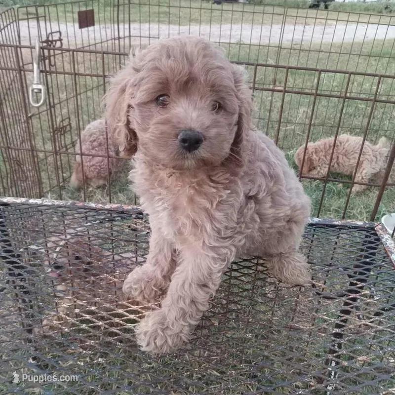 Summer – Cockapoo puppy for sale in Waco, TX