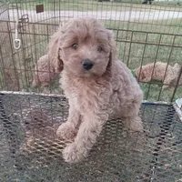 Summer, a female Cockapoo for sale in Waco, TX – 1 of 4