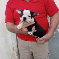Spot, a male Boston Terrier for sale in Waco, TX – 5 of 5