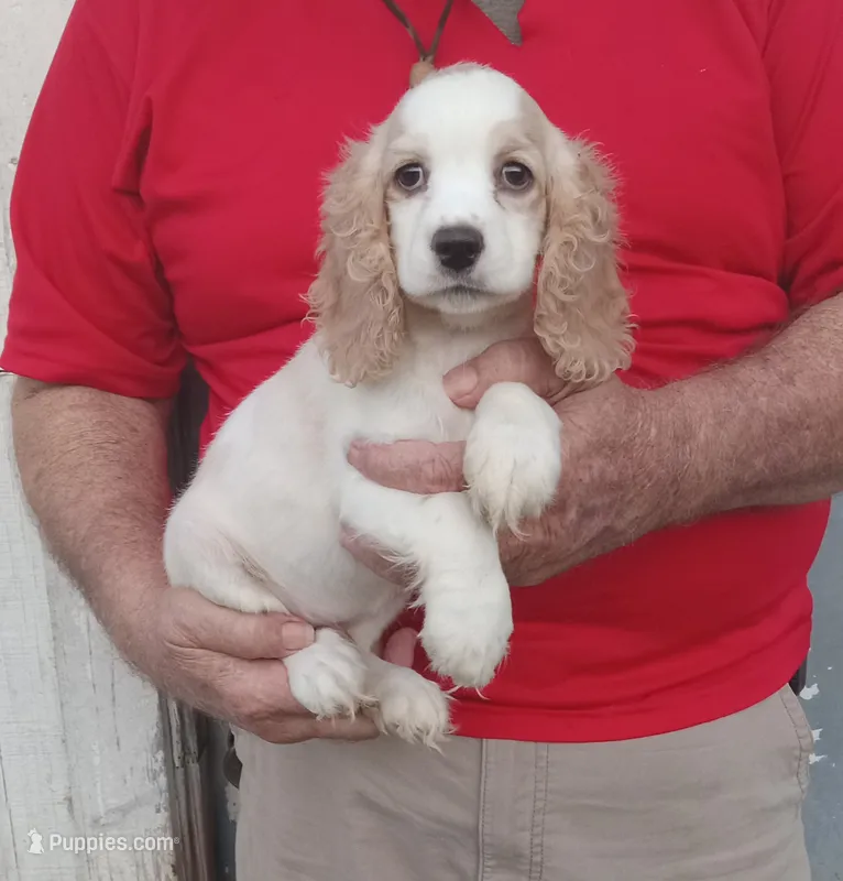 Summer – Cocker Spaniel puppy for sale in Waco, TX